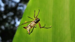 Micrathena sanctispiritus