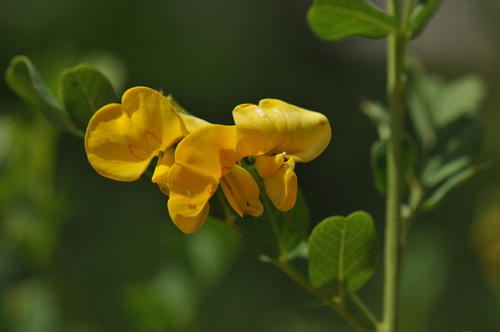 Colutea arborescens
