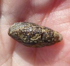 Atrimitra idae