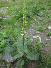 Verbascum nigrum nigrum