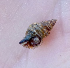 Paciocinebrina interfossa