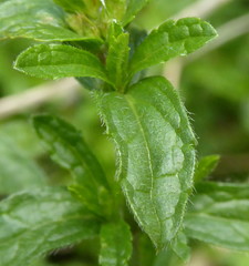 Sideritis hyssopifolia