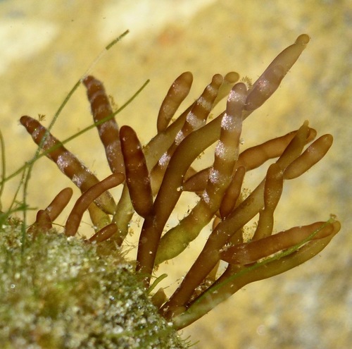 Champia parvula