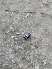 Andrena cineraria