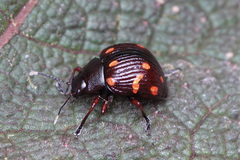 Grammodesma