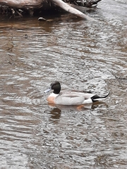 Anas platyrhynchos × acuta
