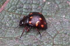Grammodesma