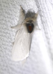 Trichiocercus mesomelas