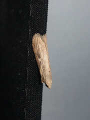 Lamoria adaptella