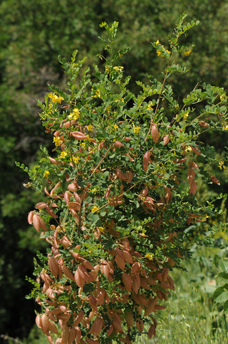 Colutea arborescens