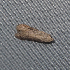 Lamoria adaptella