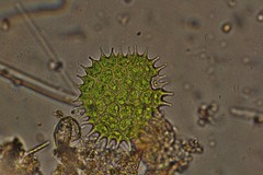 Pseudopediastrum boryanum longicorne