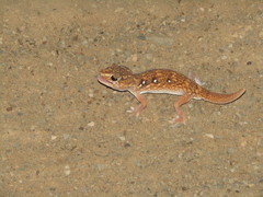 Chondrodactylus angulifer