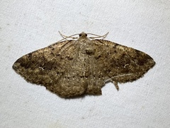 Homochlodes disconventa