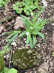 Tradescantia ozarkana