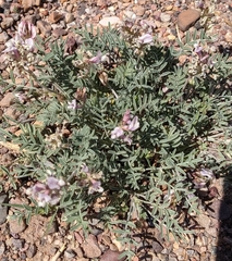 Astragalus sophoroides