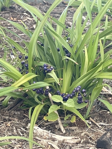 Dianella sandwicensis observed 2021-04-17