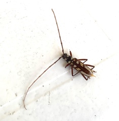 Eburia decemmaculata