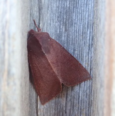 Orthosia transparens