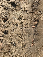 Tetrao urogallus