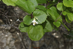 Styrax platanifolius platanifolius