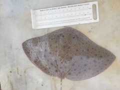 Smooth Butterfly Ray photo 2