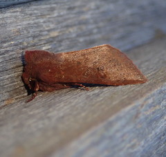 Orthosia transparens
