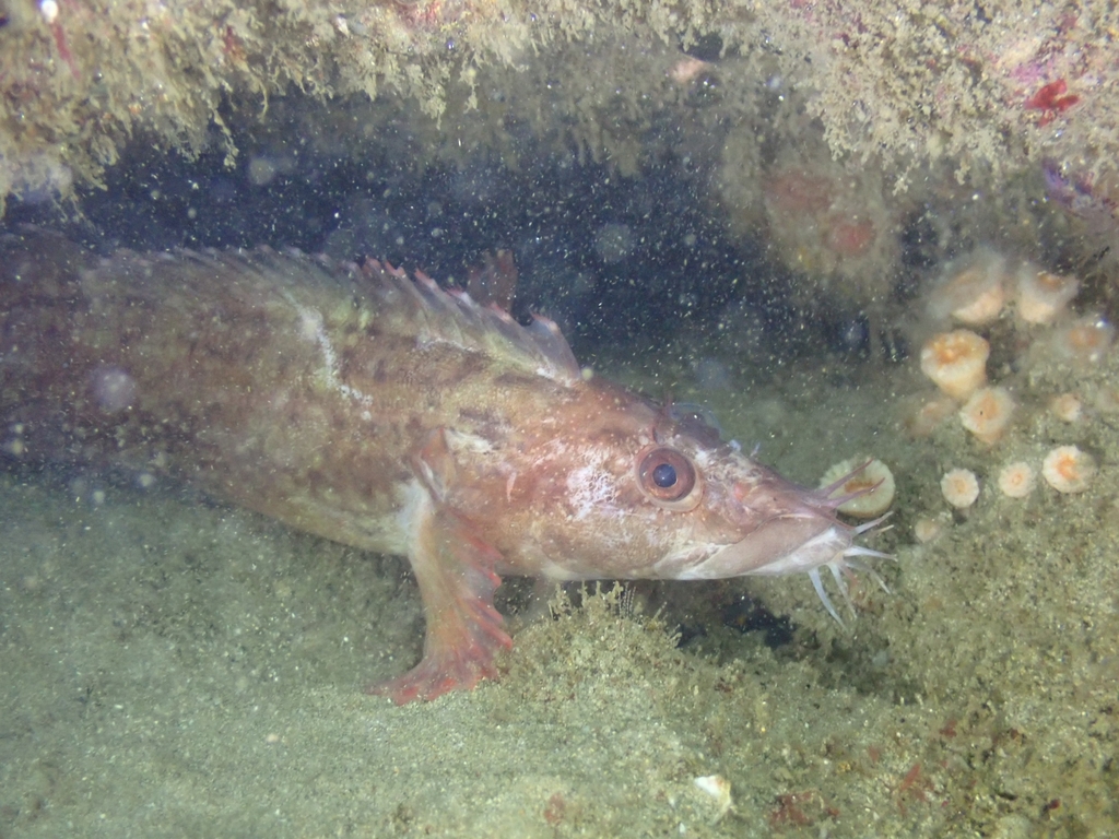 Barbelled klipfish (Cirrhibarbis capensis) — Clinidae