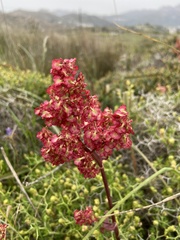 Rumex tuberosus creticus
