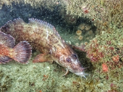 Cirrhibarbis capensis