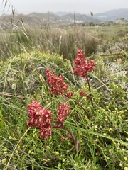 Rumex tuberosus creticus