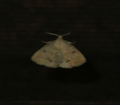 Zanclognatha protumnusalis