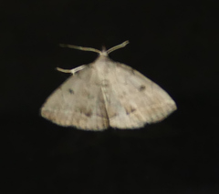 Zanclognatha protumnusalis