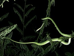 Ahaetulla mycterizans