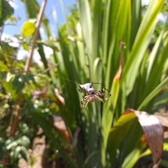 Argiope argentata