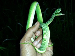 Ahaetulla mycterizans