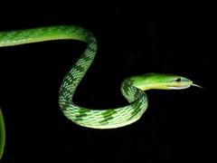 Ahaetulla mycterizans