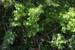 Styrax platanifolius platanifolius