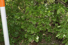 Styrax platanifolius platanifolius