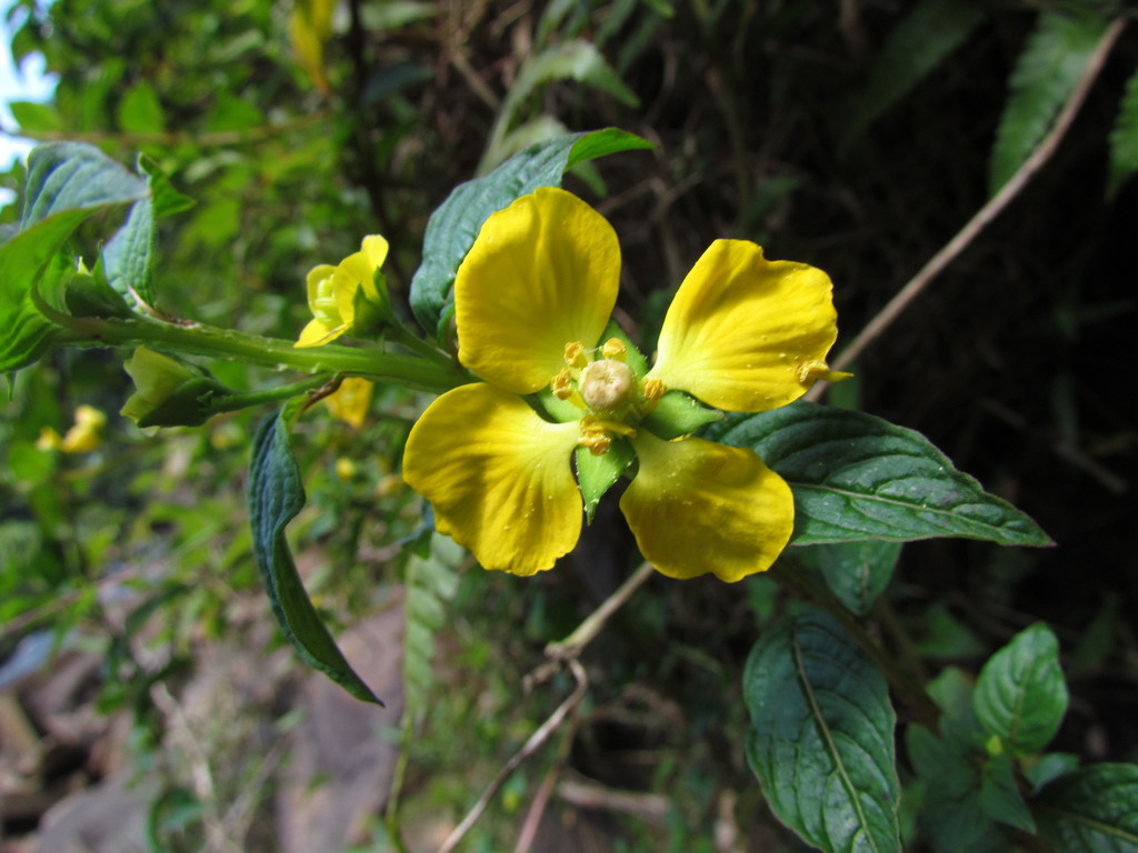 Ludwigia humboldtiana