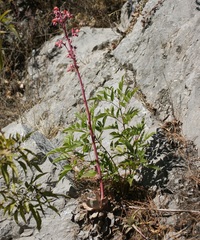 Echeveria rubromarginata
