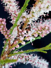Tamarix parviflora