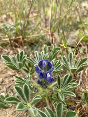 Lupinus micranthus