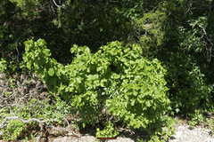Styrax platanifolius platanifolius
