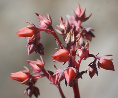 Echeveria rubromarginata