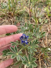 Lupinus micranthus