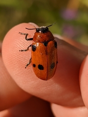 Tituboea sexmaculata