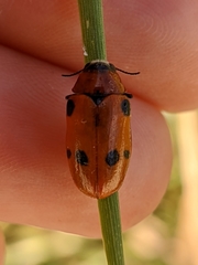 Tituboea sexmaculata