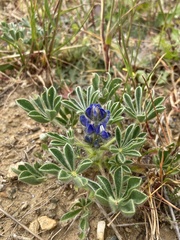 Lupinus micranthus