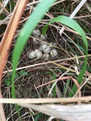 Meleagris gallopavo intermedia